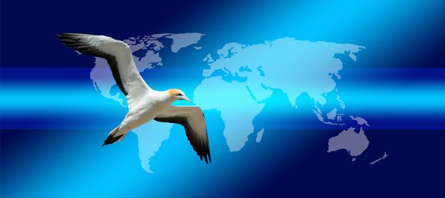 seagull continents
